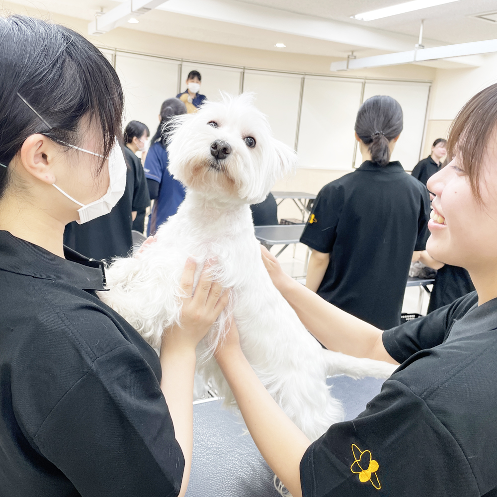 1年生の保定実習